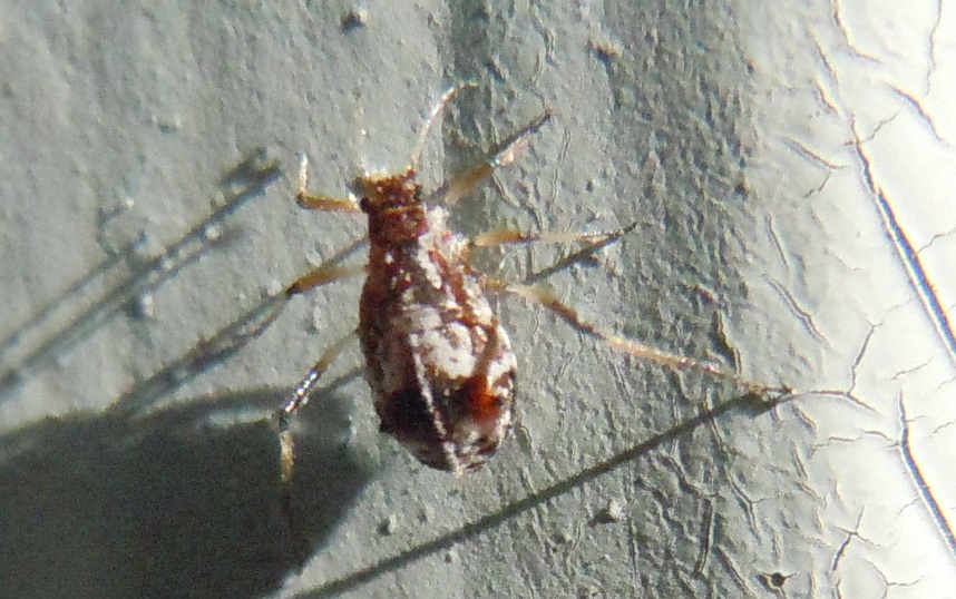 Cinara cf. gruppo pruinosa (Aphididae)